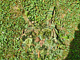 Ghillie chestrig