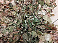 Ghilleroot by T.FORM Ghillie Flex 2in1 Multicam