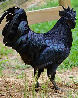 Real illuminati Agent in Uganda 0788195689/0703139782