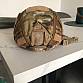 Helma+ potah multicam