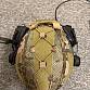 Helma multicam