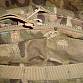 US batoh multicam 2