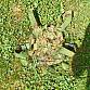 Ghillie chestrig 