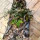 Ghillie + opasek 