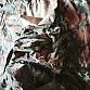 US ARMY batoh woodland
