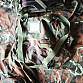 US ARMY batoh woodland