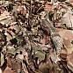 Ghilleroot by T.FORM Ghillie Flex 2in1 Multicam