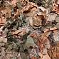 T.FORM Ghillie PRO Dark Forest + Dry Forest
