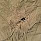 Celta