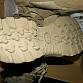 US Army SAND RIVOT DANNER  TFX 400g U.S. goretex gore-tex